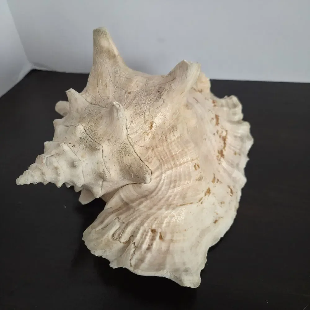 Natural 9.5” L Conch Shell - Picture 2 of 10